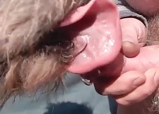 Kinky dog is licking the pierced cock of a perverted man