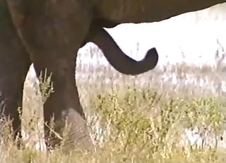 Elephant Sex Video