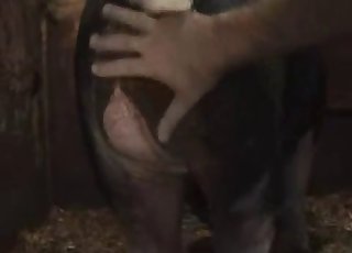 The barn is a good place for intensive bestiality