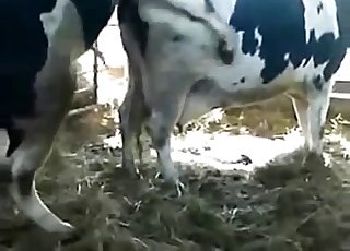 Vídeo de homem fazendo sexo com vaca