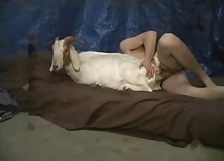 Xxx Bakra Giral Video - Goat Videos / Zoo Zoo Sex Porn Tube / Most popular Page 1