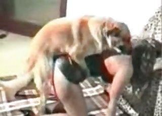 Dog is getting violated hard from behind