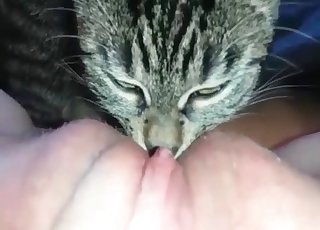 Cat Licks Man Dick - Licking Videos / Zoo Zoo Sex Porn Tube / Most popular Page 1