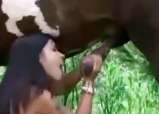 Good blowjob for a gorgeous brown stallion