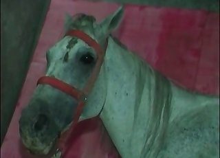 Μεγάλη ποσότητα σπέρματος βγαίνει από τον κόκαλο του αλόγου