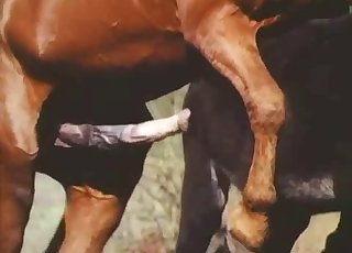 Choti Ladki Horse Sex Video - Donkey and horse are both enjoying bestiality sex - à¤œà¤¼à¥‚ à¤¸à¥‡à¤•à¥à¤¸ à¤ªà¥‹à¤°à¥à¤¨ à¤Ÿà¥à¤¯à¥‚à¤¬