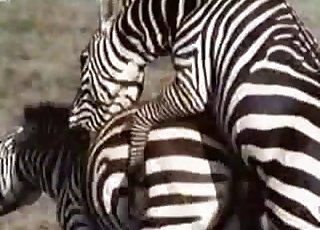 Zoosex Exotic Animal Fuck Lady New Video