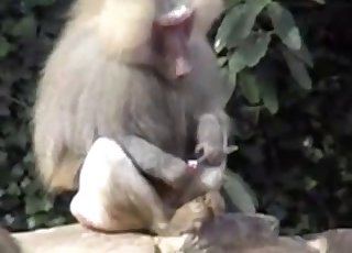 Zoofilia Con Monos - Mono Videos / Zoo Zoo Sex Porn Tube / Lo mÃ¡s popular PÃ¡gina 1