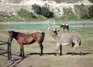 Pair of sexy mules are fucking each other from behind