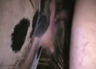 Any Xxx Cow - Cow Videos / Zoo Zoo Sex Porn Tube / Most popular Page 1