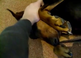 Black dog having nasty fun with a kinky zoophile