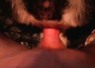 Close up action of a zoophile and a horny animal