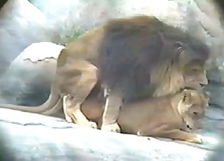 320px x 230px - Lion fucks his sexy girlfriend in the doggy style pose - Zoo Zoo Sex Porn  Tube