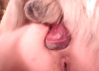 Doggy's wiener is being sucked on the camera
