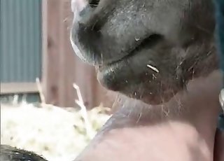Farm animal is tasting this zoophile with no shame