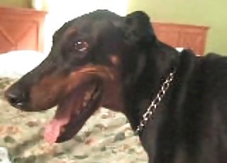 Animal cock and horny zoophiles