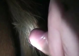 Horse is being pummeled from behind by an holder