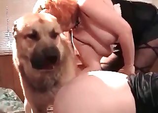 Hund leckt vagina