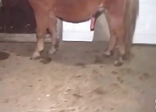 Crazy owner idolizes this uber-cute puppy