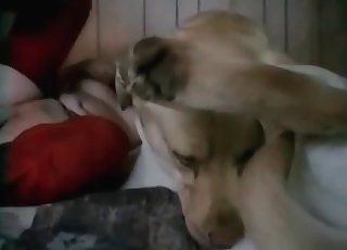 Amazing dog cock is stretching her out