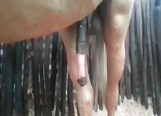 Amazing thick stallion cock