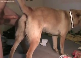 Amateur fucking a cute dog