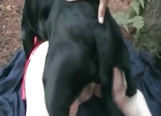 Farm lovemaking activity with a horse