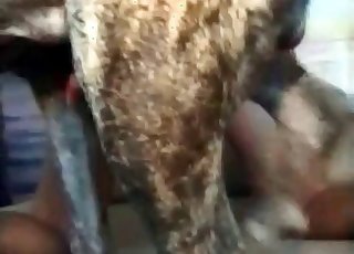 Tight snatch rode by a dog