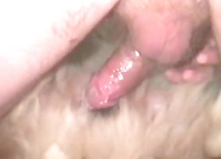 Doggie penetra su culo con pasión, sudor y textura animal en primer plano