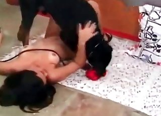 Aroused dog fucking the owner