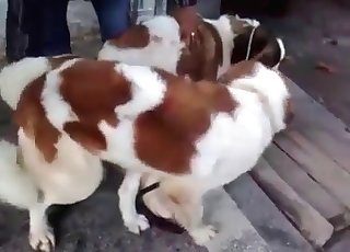 Sex-training for a naughty mutt