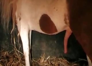 Leggy sweetheart fucked by a pony