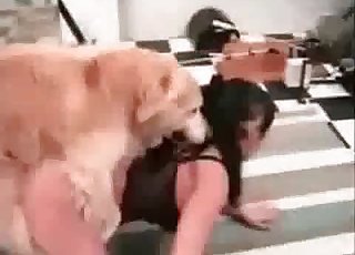 Fast, aggressive pounding from a dog