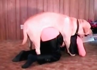 Szőke kóbor kutya szenvedélyesen megnövi gazdáját, izzadt bőrön csillogó szőrrel, mély és nedves kap