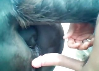 Perfect close-ups of zoo porn - Zoo Sex Porn Tube