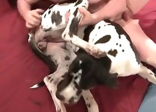 Spotted doggy is enjoying a dick