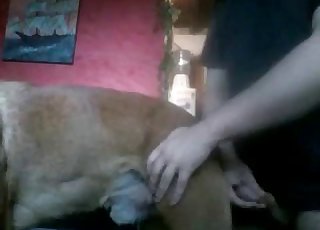 Tak, mogę zgłupieć ze swoim pieskiem w gorącej, pełnej pary pościeli