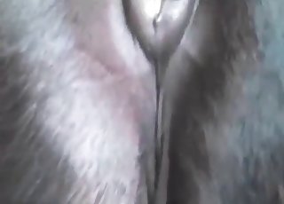 Huge rectal slot of a stallion