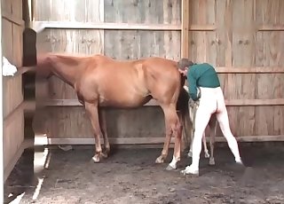 Puny pony in the farm animality