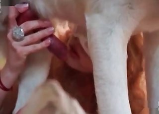 Den bestialiske bruden feirer med dyrisk lidenskap og varme