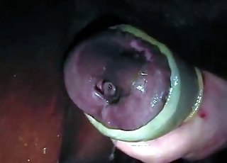 Stallion wiener is being unloaded