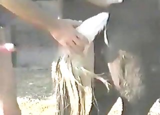 Nasty sex with a farm animal