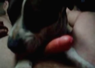 Passionate blowjob by a dog - 動物園セックスポルノチューブ。