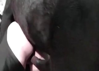Stallion wiener explodes my pussy