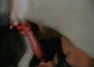 Such a juicy red doggy wiener