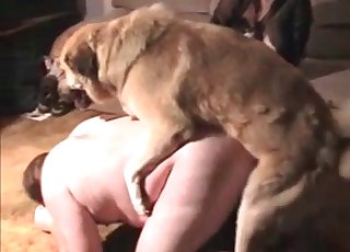 Dogs