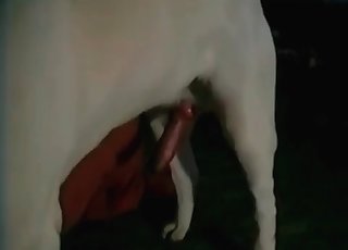 White dog is having a nice sex
