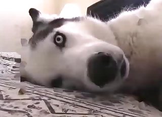 Big-dicked dog gets a super-cute handjob