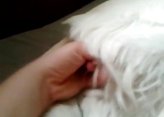 Just playing with tight anus of a dog