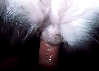 Dripping animal cunt gets gaped here